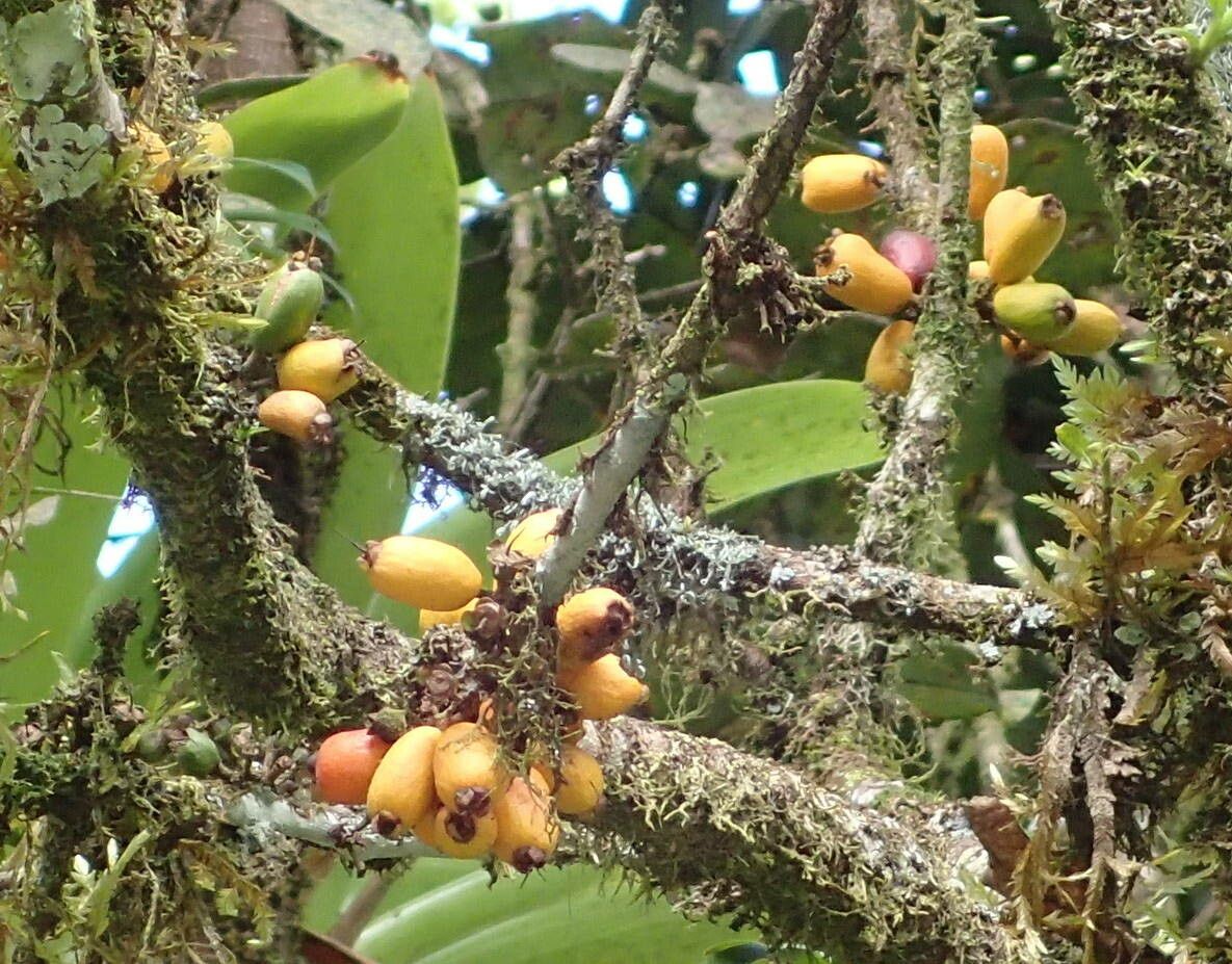 Eugenia duchassaingiana fruit