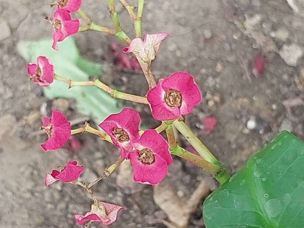 Euphorbia hislopii flower