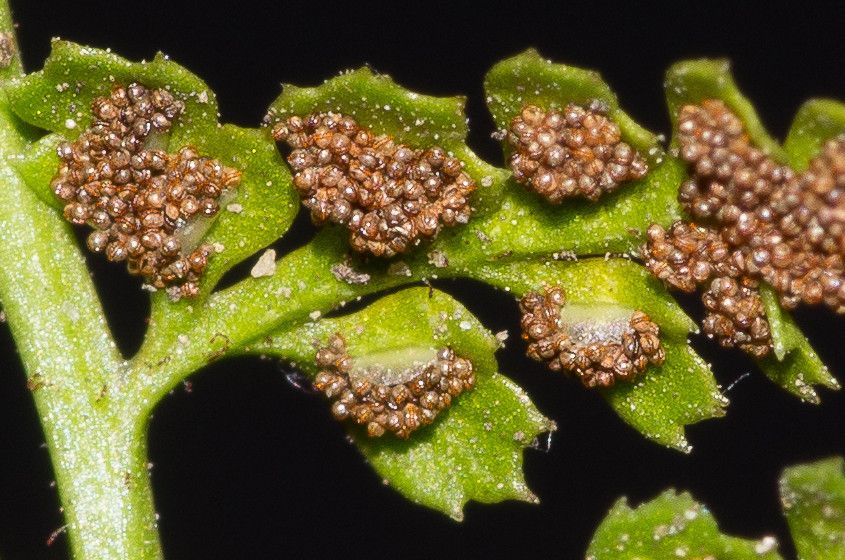 Asplenium foreziense flower