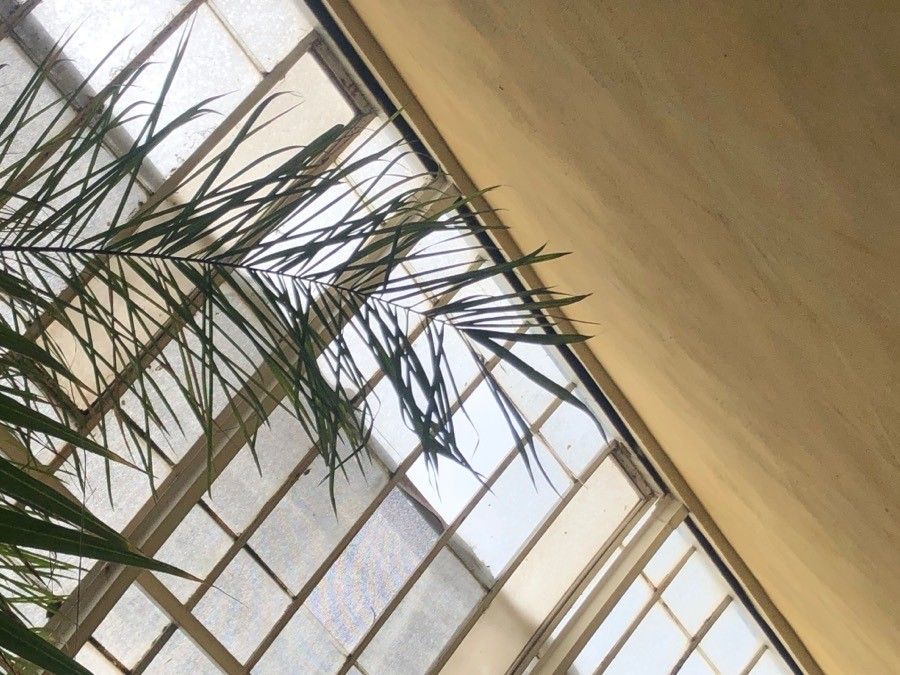 Chamaedorea plumosa — search result for 'Chamaedorea'