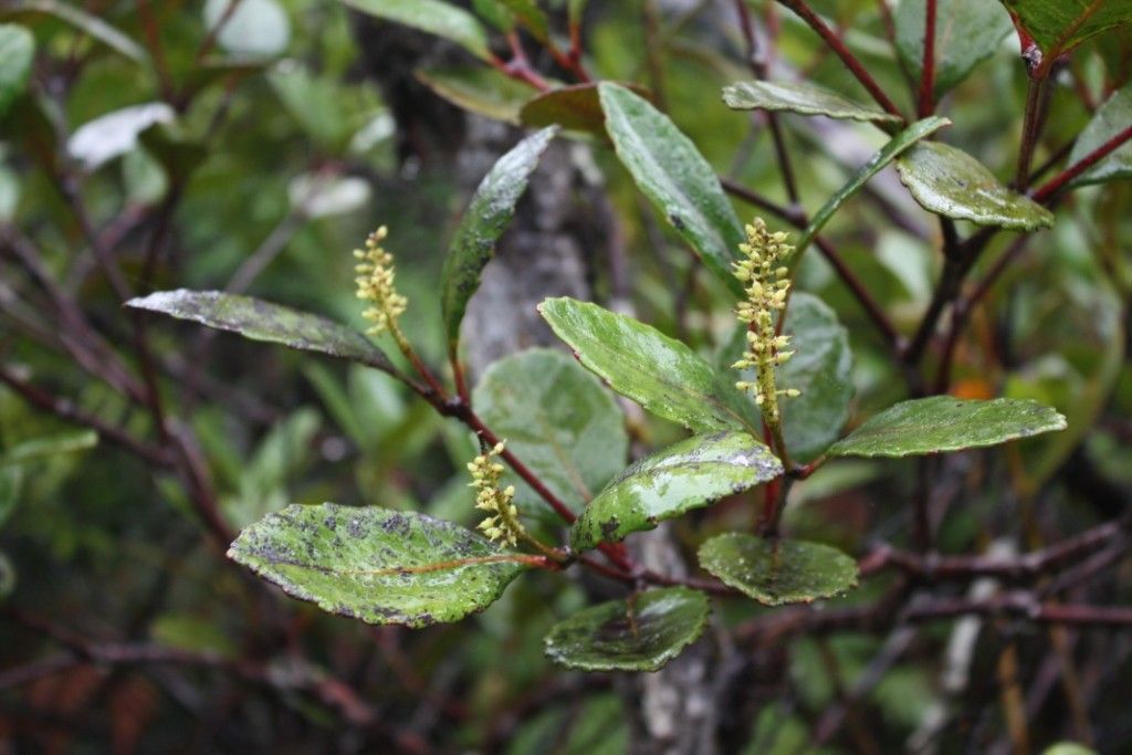 Pterophylla paitensis habit