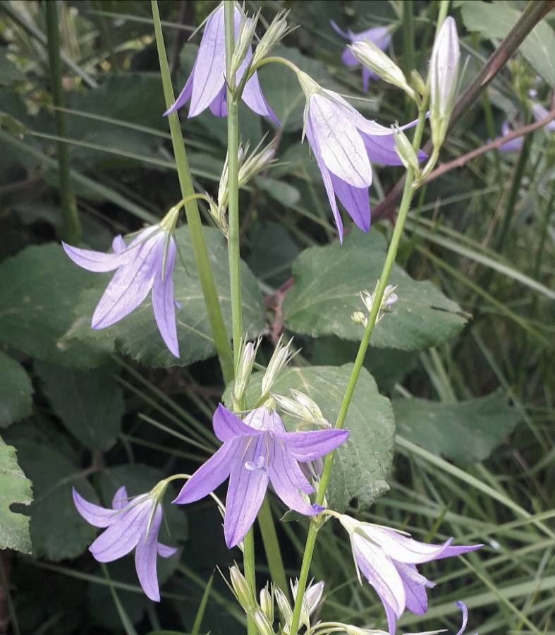 Campanula rapunculus flower