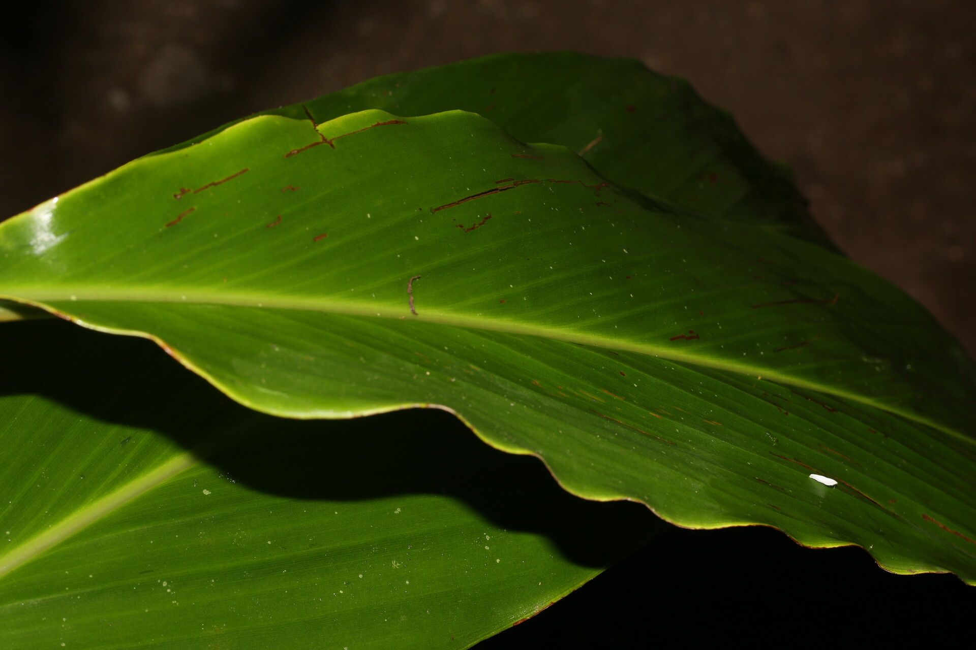Renealmia mexicana leaf