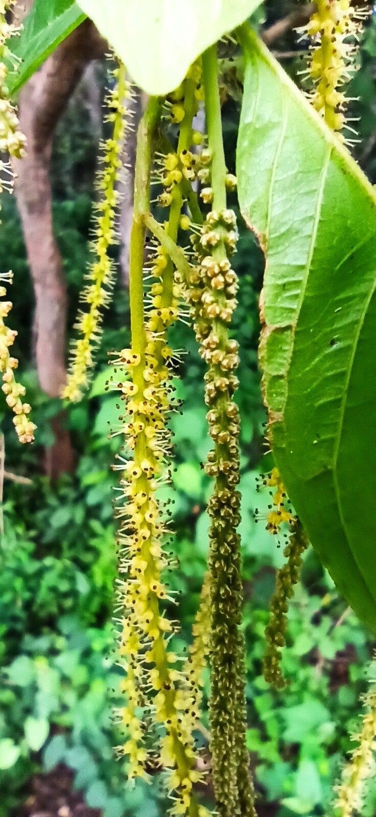 Antidesma membranaceum flower