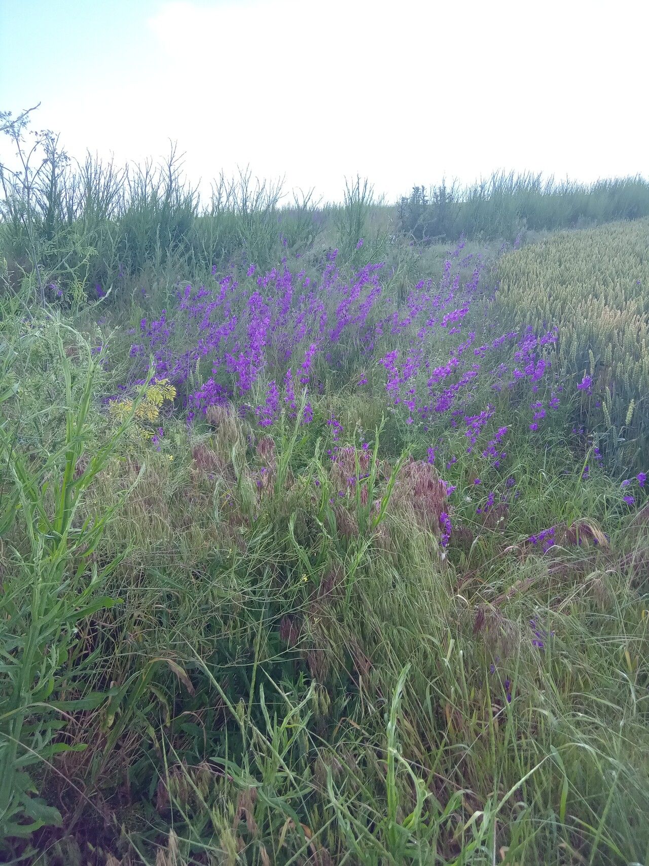 Delphinium hispanicum other
