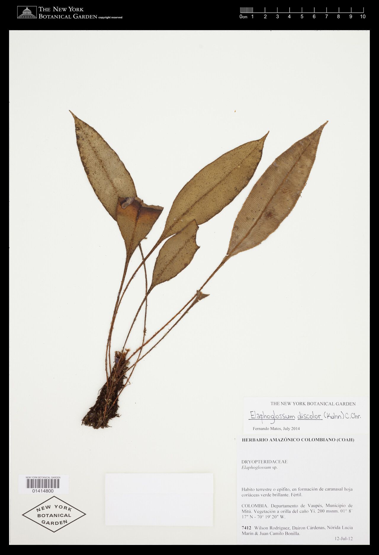 Elaphoglossum discolor other