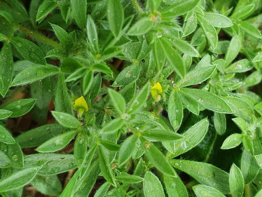 Leobordea platycarpa — houseplant care guide