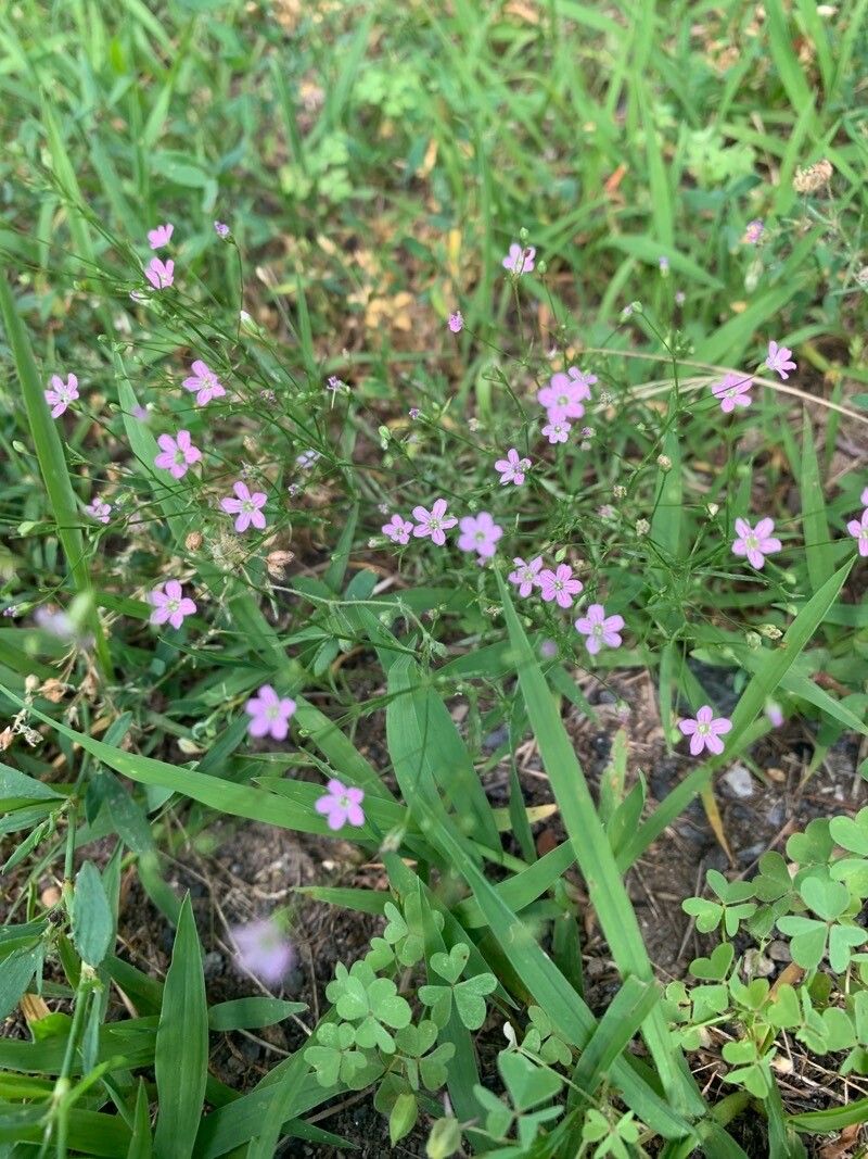 Gypsophila muralis — search result for 'Gypsophila'