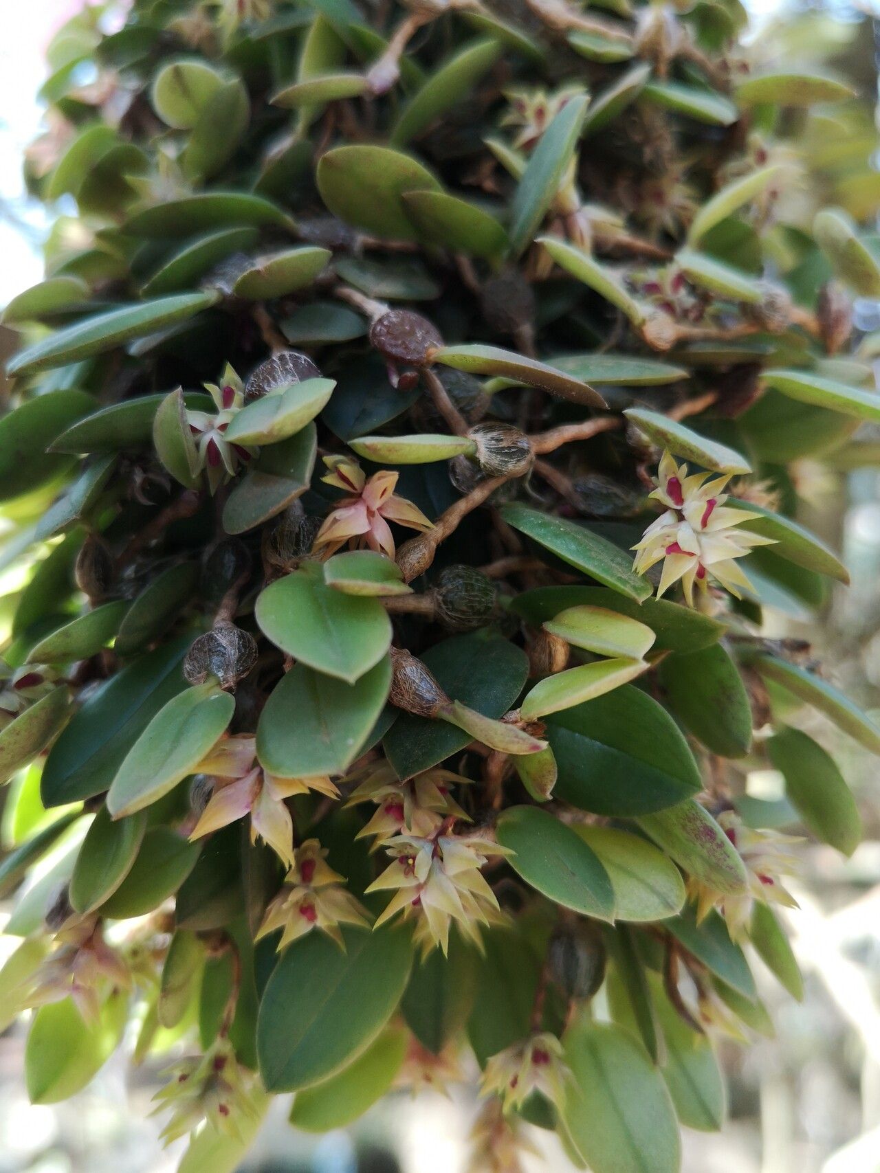 Bulbophyllum capituliflorum flower