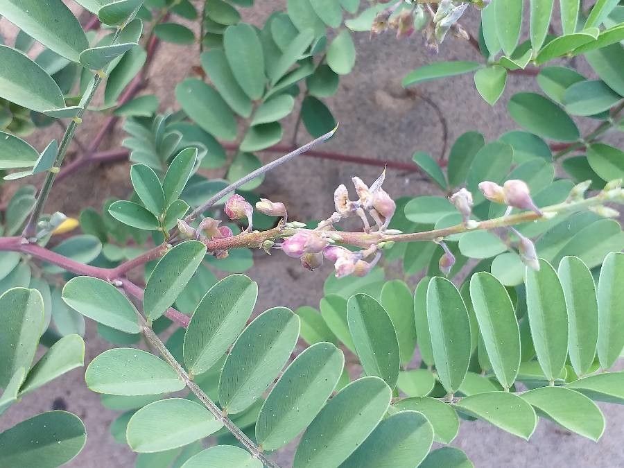 Tephrosia purpurea leaf