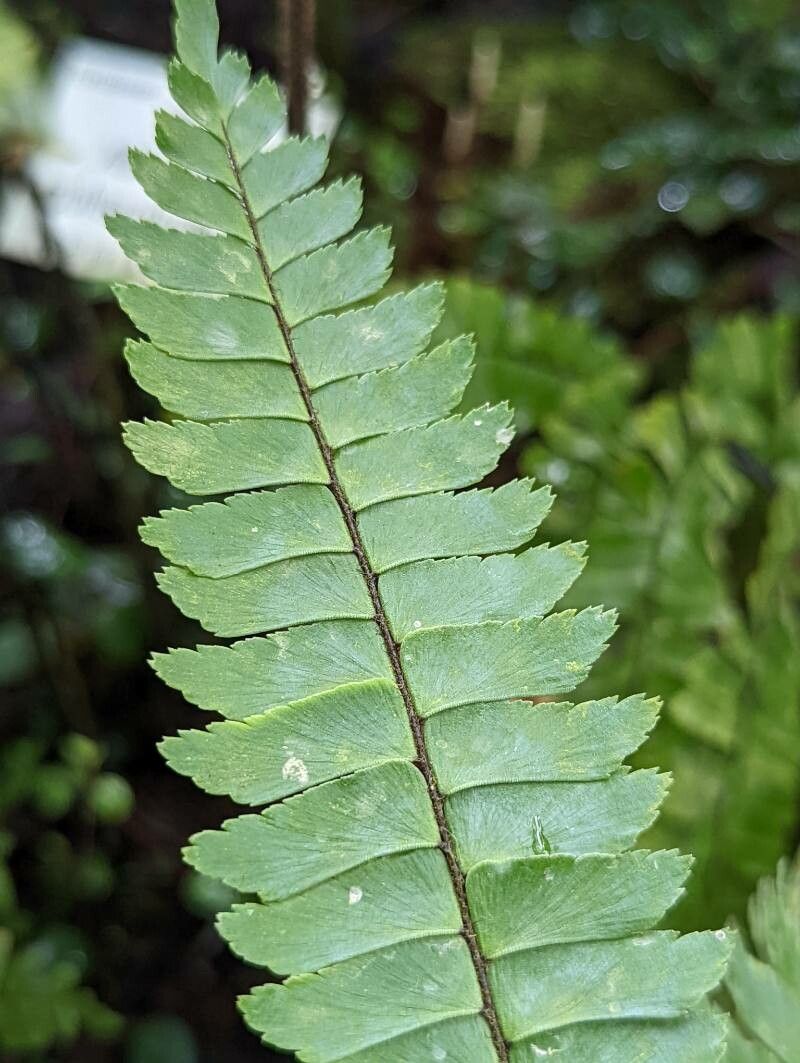 Adiantum pulverulentum leaf