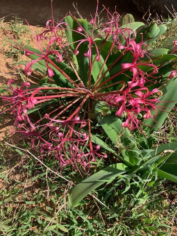Ammocharis tinneana flower