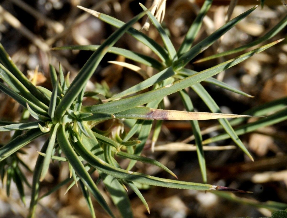 Dianthus scaber leaf