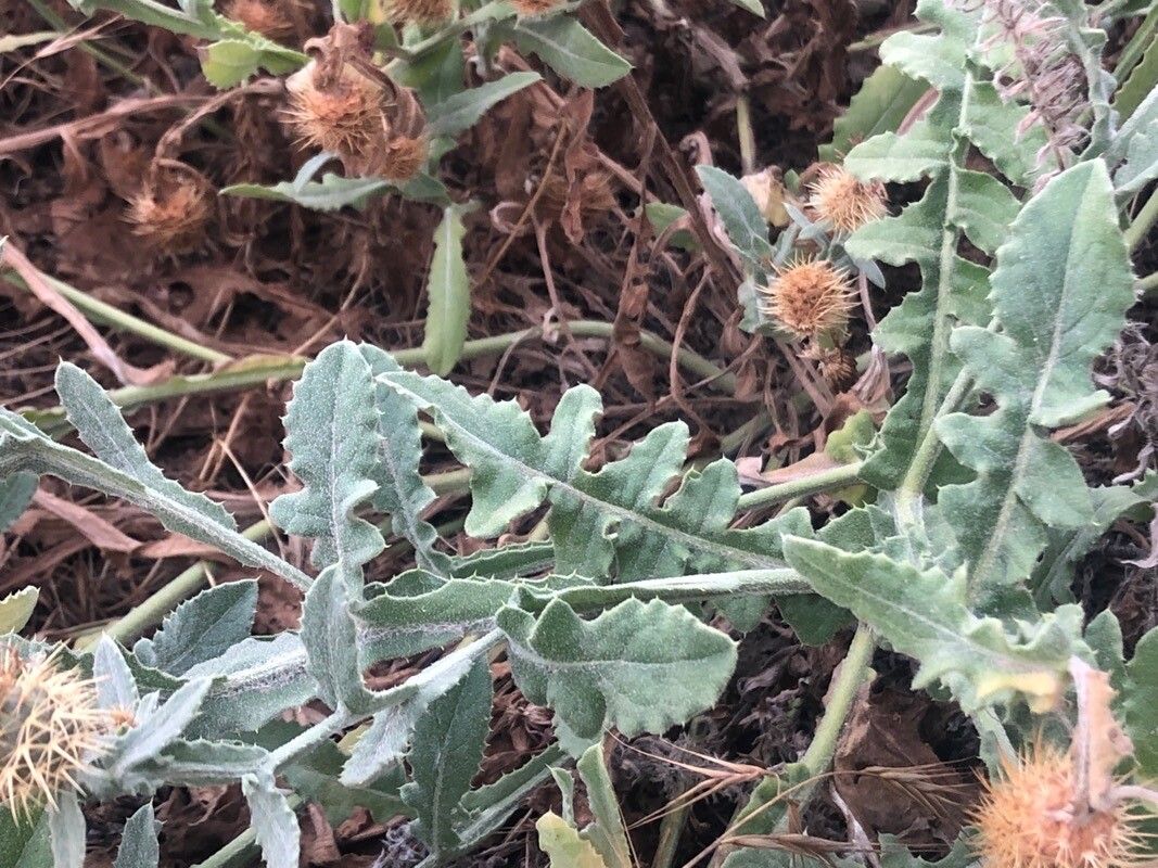 Centaurea seridis leaf