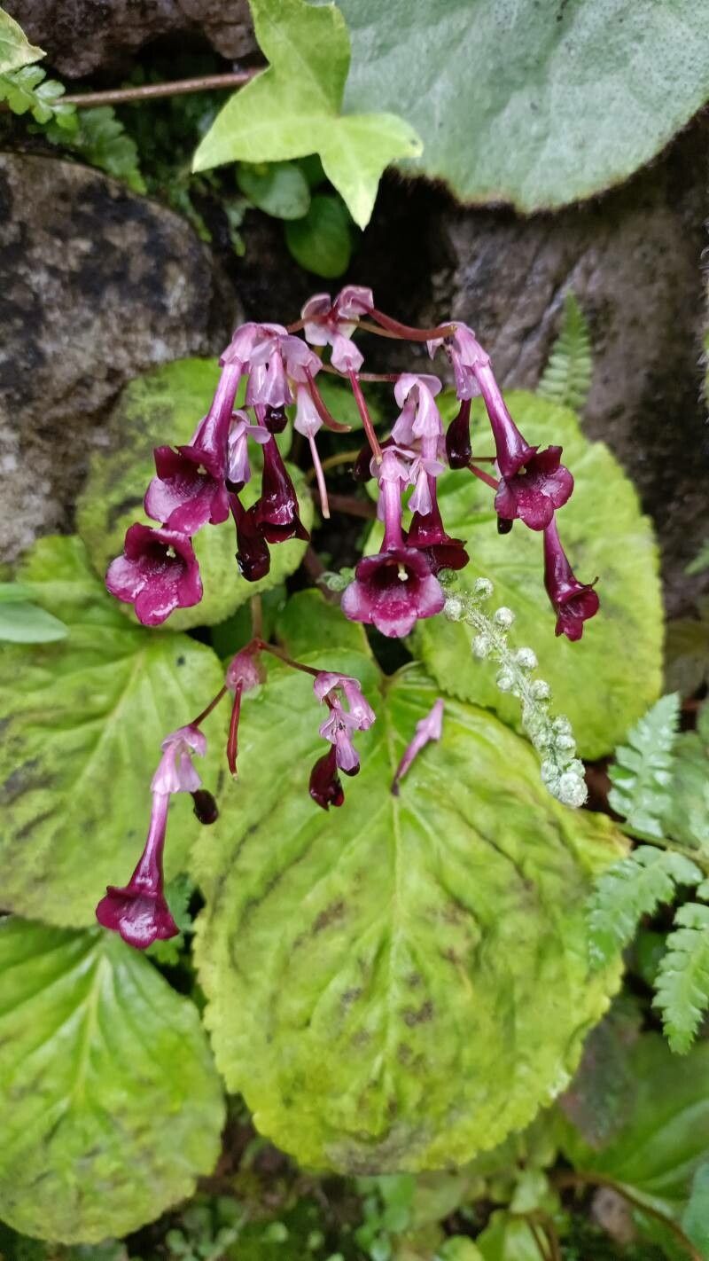 Didymocarpus pedicellatus — houseplant care guide