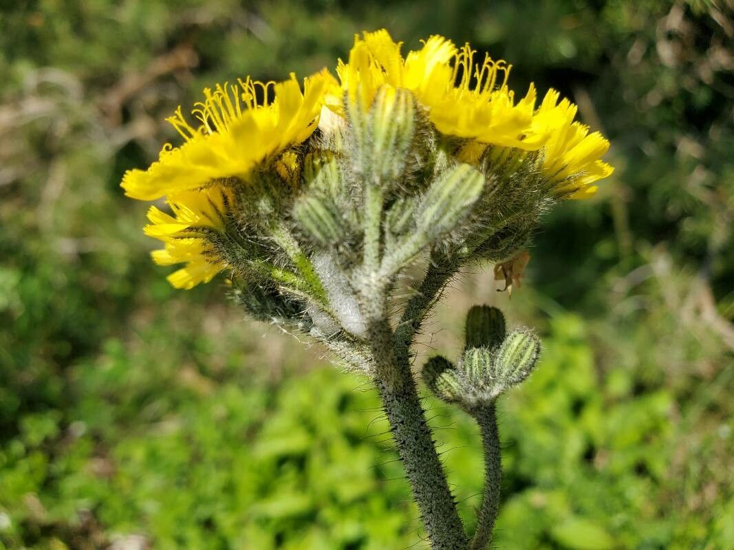 Pilosella glomerata flower