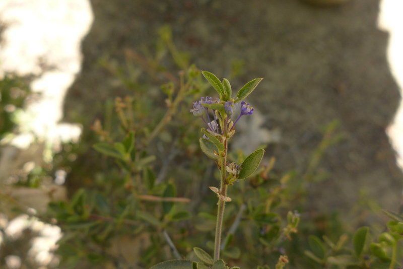 Ceanothus lemmonii habit