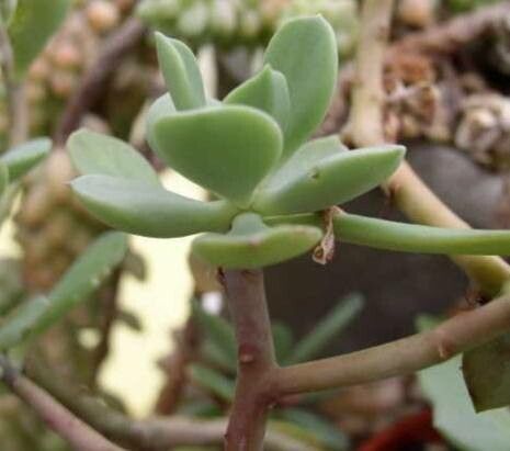 Thompsonella mixtecana — related species from the same genus