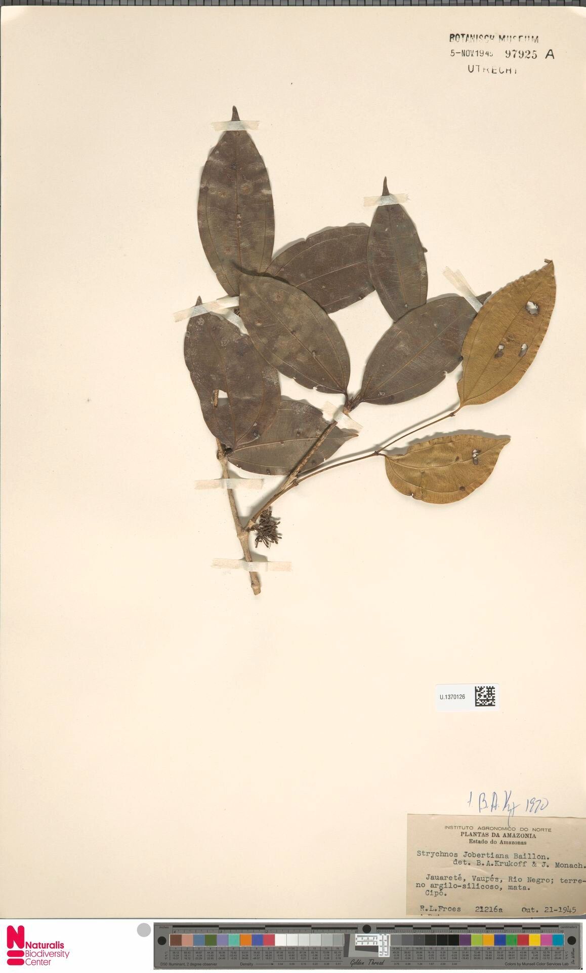 Strychnos jobertiana leaf