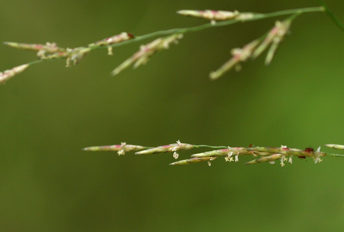 Eragrostis lehmanniana flower