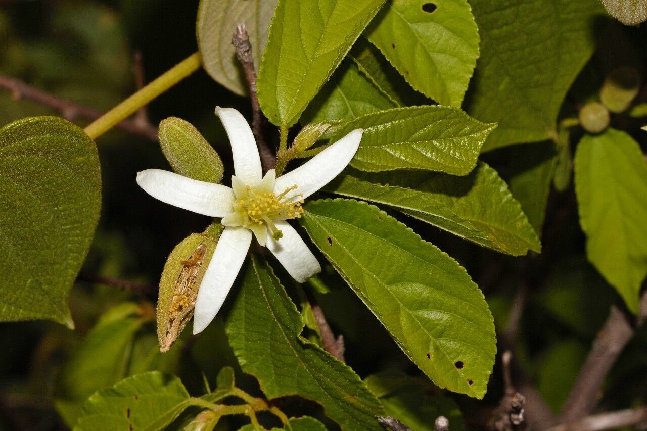 Grewia stolzii flower