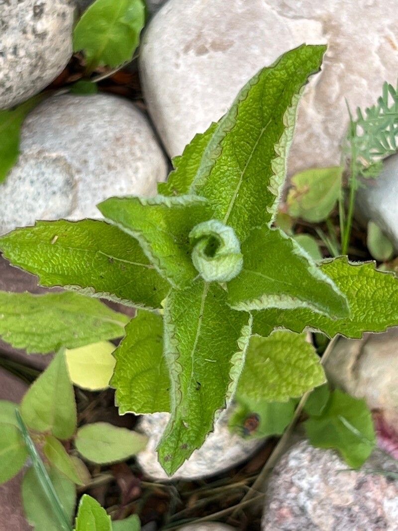 Berlandiera betonicifolia
