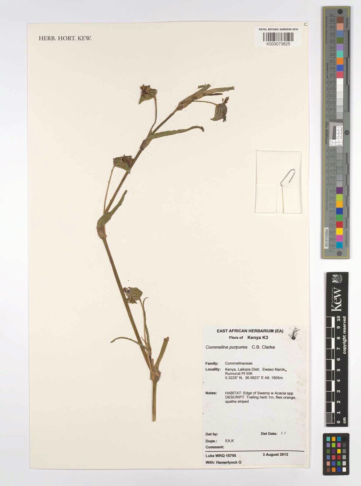 Commelina purpurea — search result for 'Commelina'