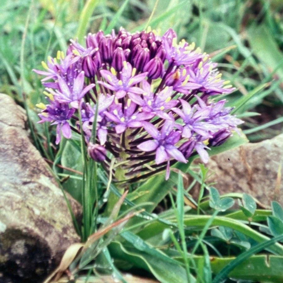Oncostema peruviana flower