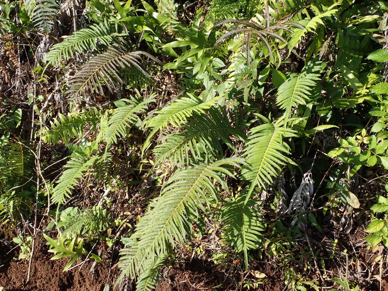 Sphaerostephanos unitus habit