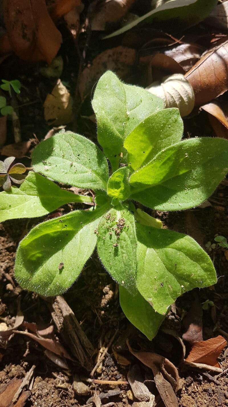 Petunia x atkinsiana leaf