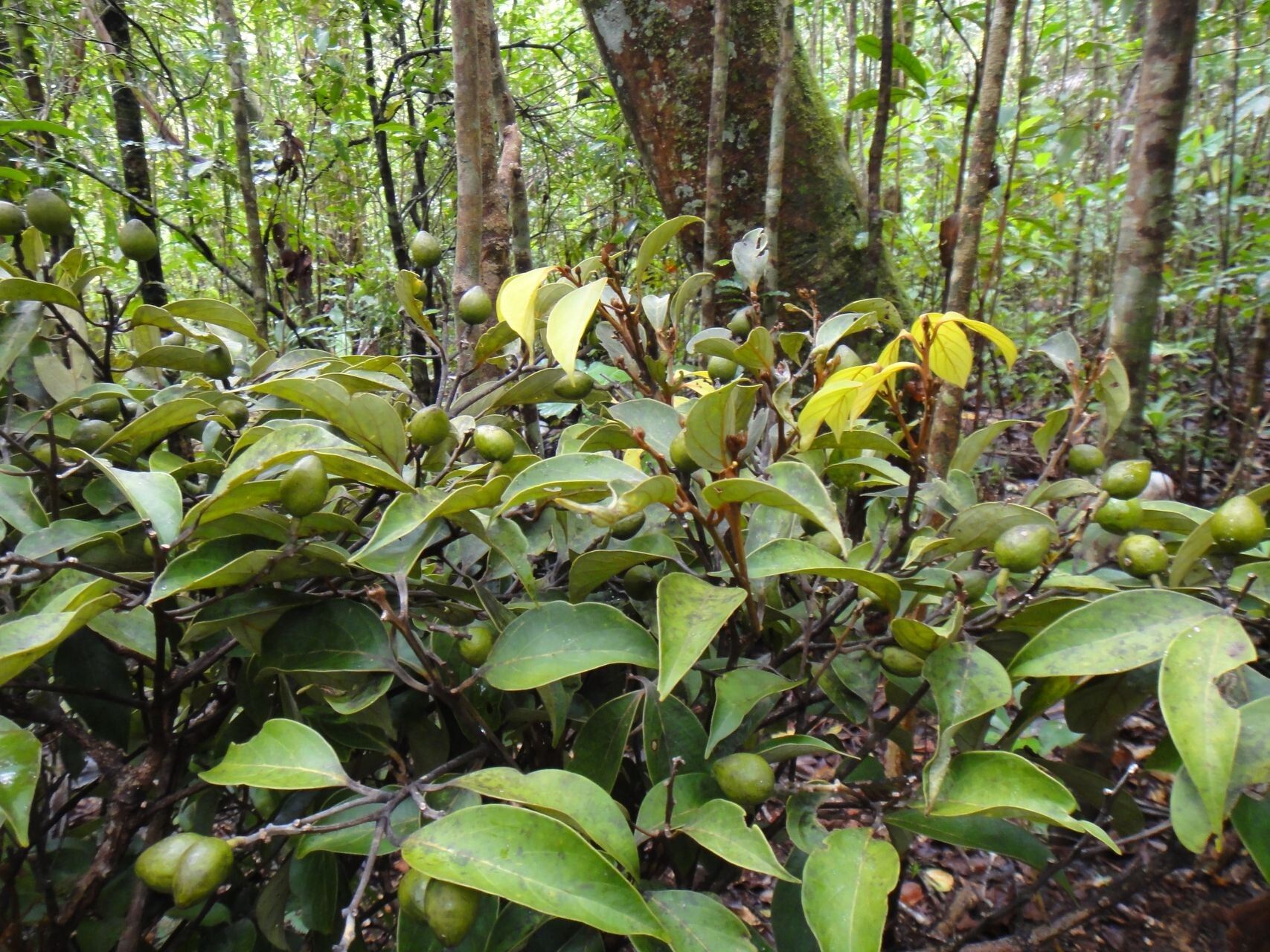 Cryptocarya longifolia fruit