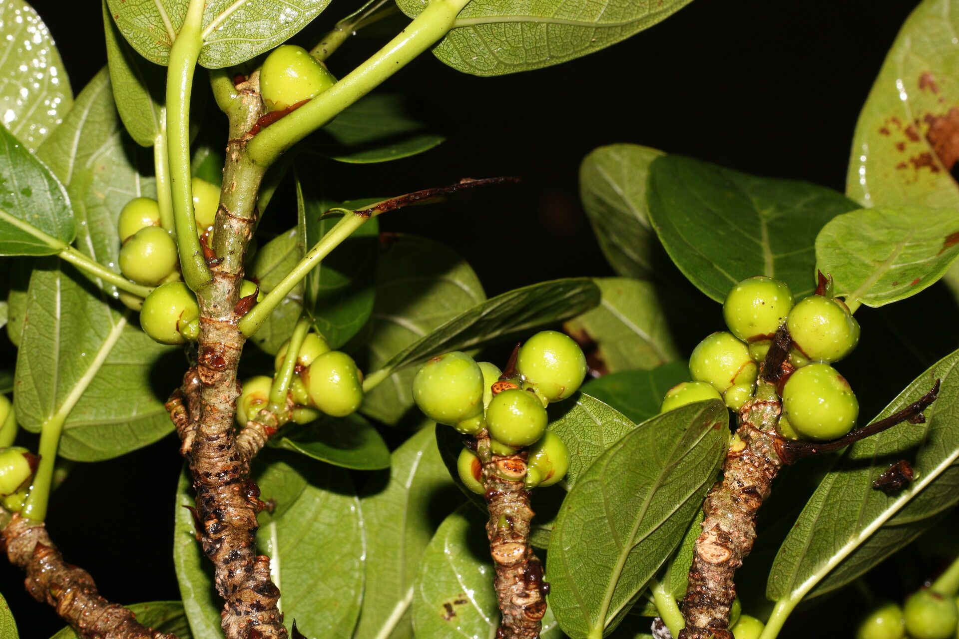 Ficus crassinervia fruit