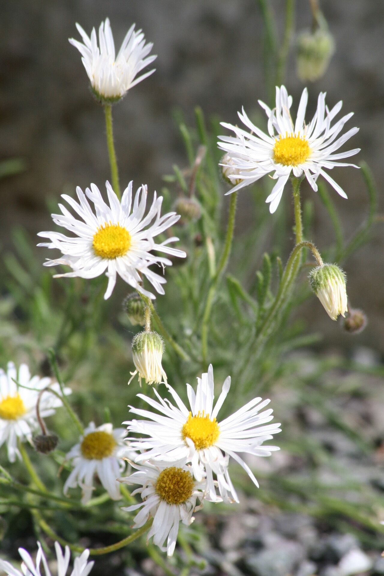 Erigeron pumilus flower