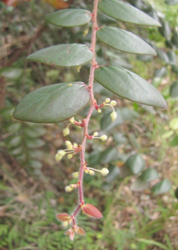 Phyllanthus mangenotii flower