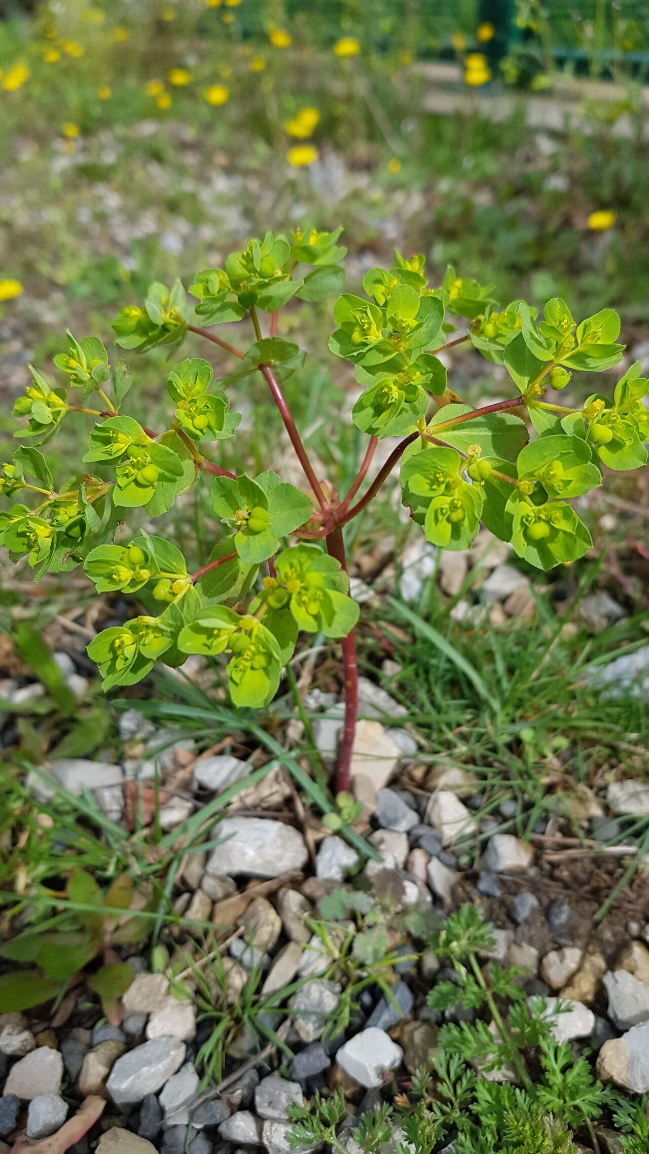 Euphorbia pterococca bark