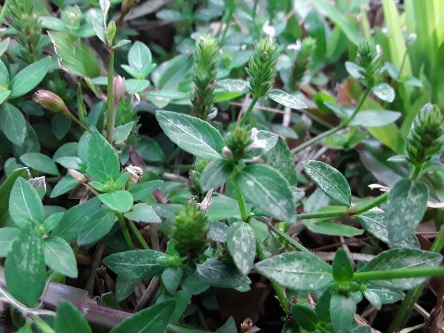 Lindernia crustacea — search result for 'Linderniaceae'