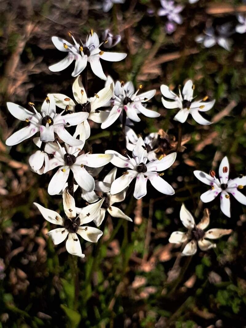Wurmbea biglandulosa — search result for 'Colchicaceae'
