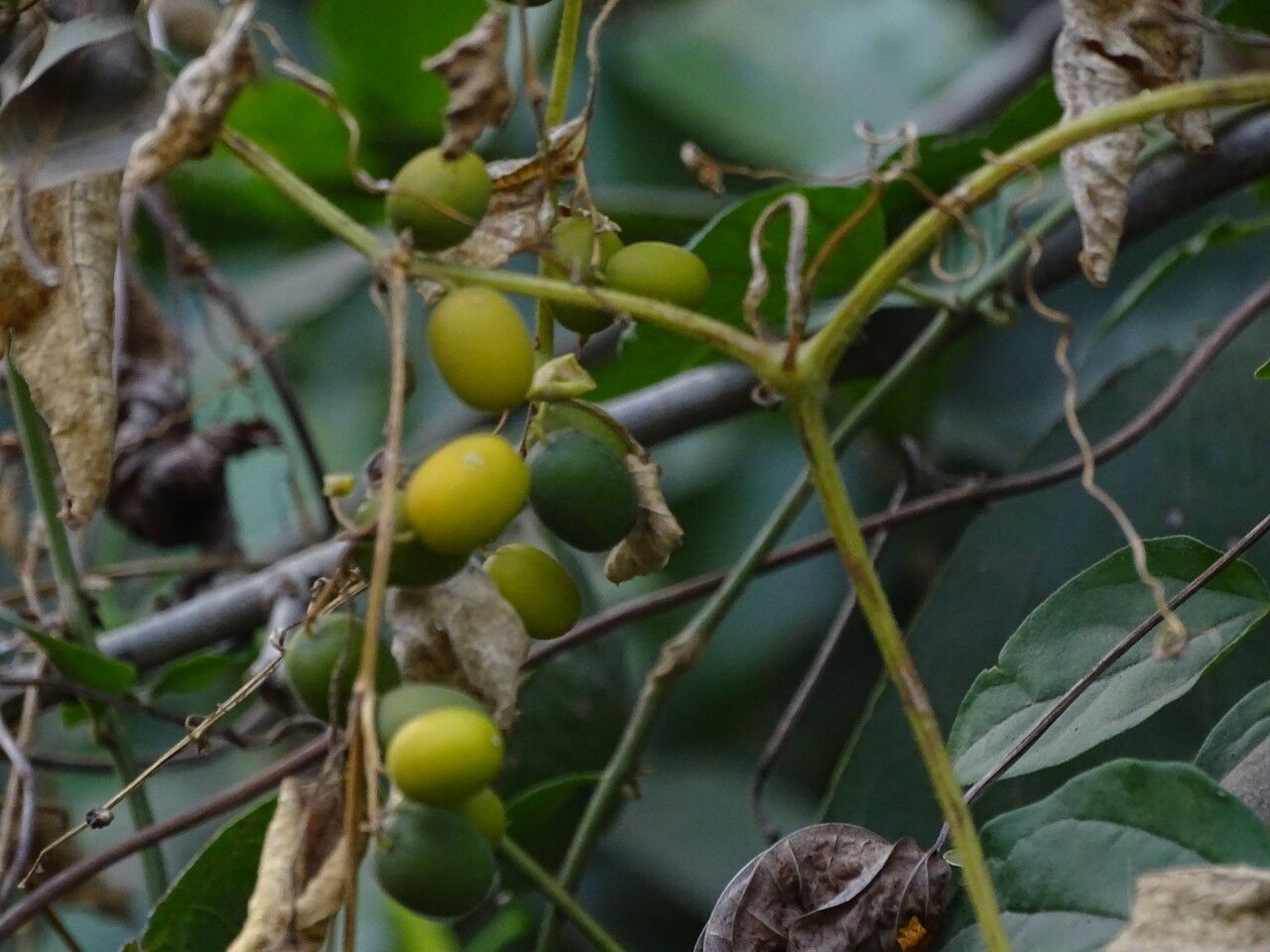Cayaponia africana fruit
