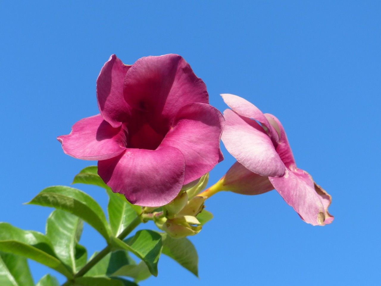 Allamanda blanchetii flower