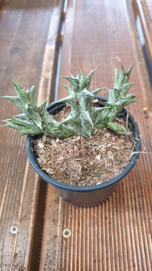 Orbea decaisneana — pet friendly houseplant