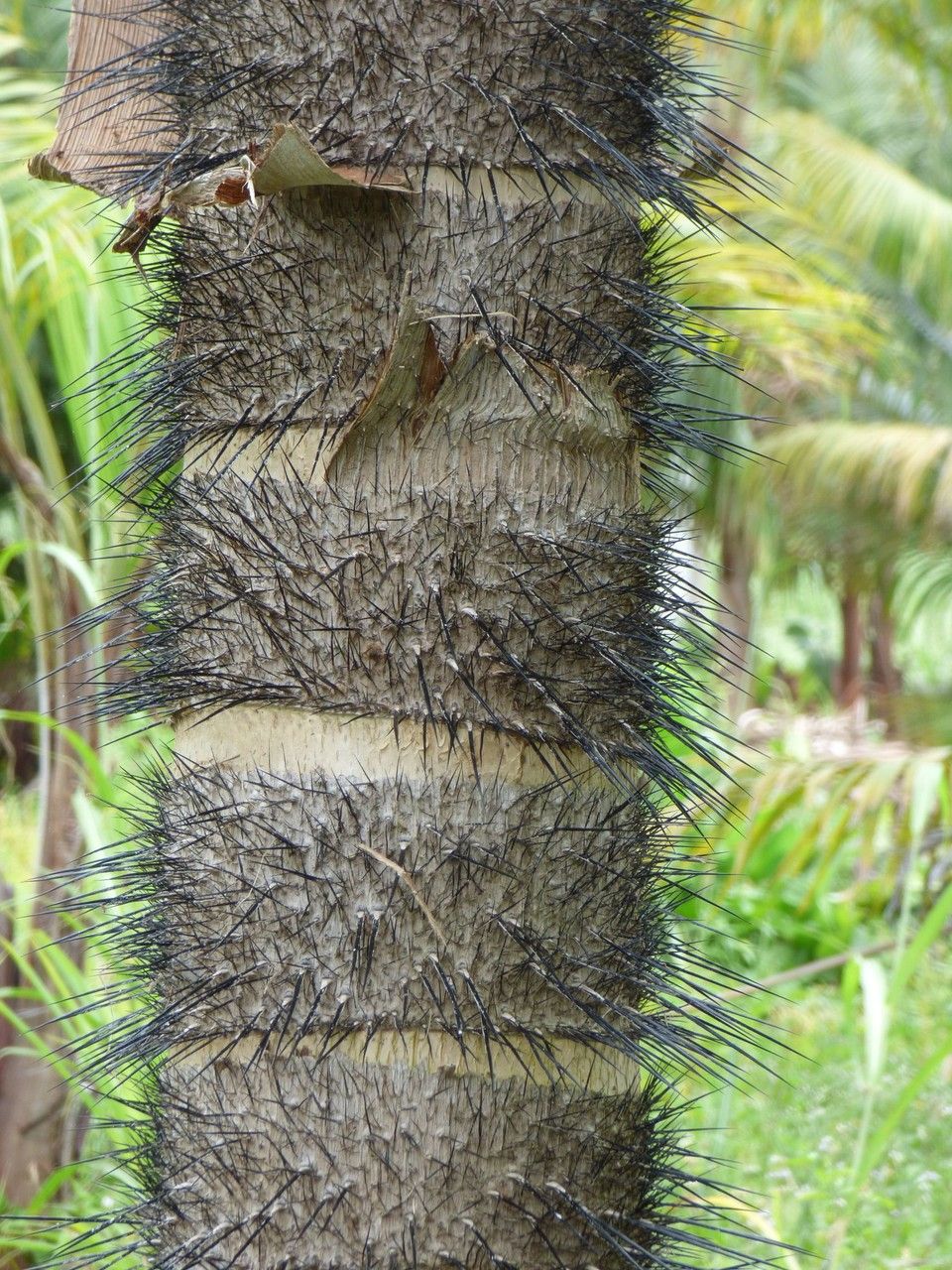 Acanthophoenix rubra bark