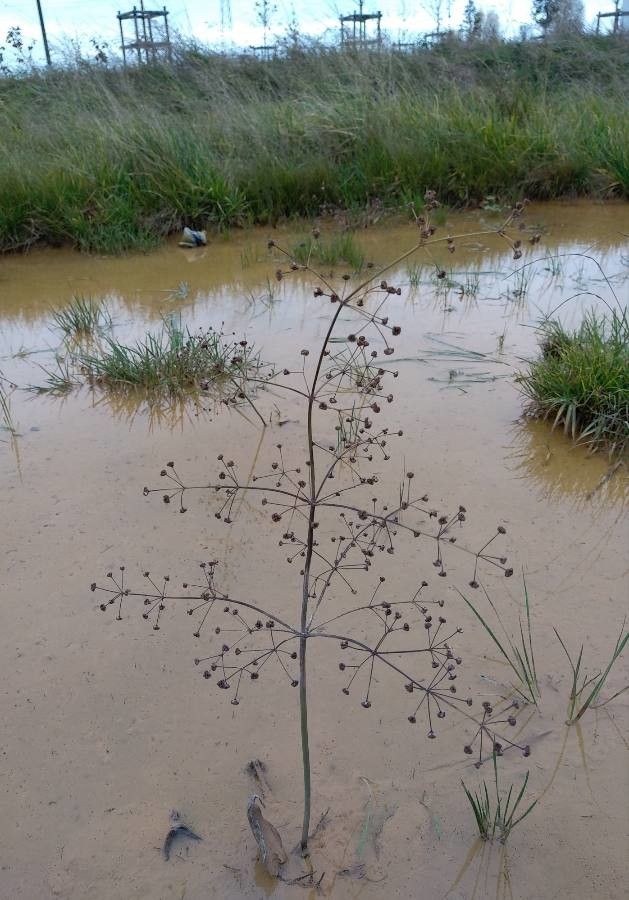 Alisma plantago-aquatica fruit