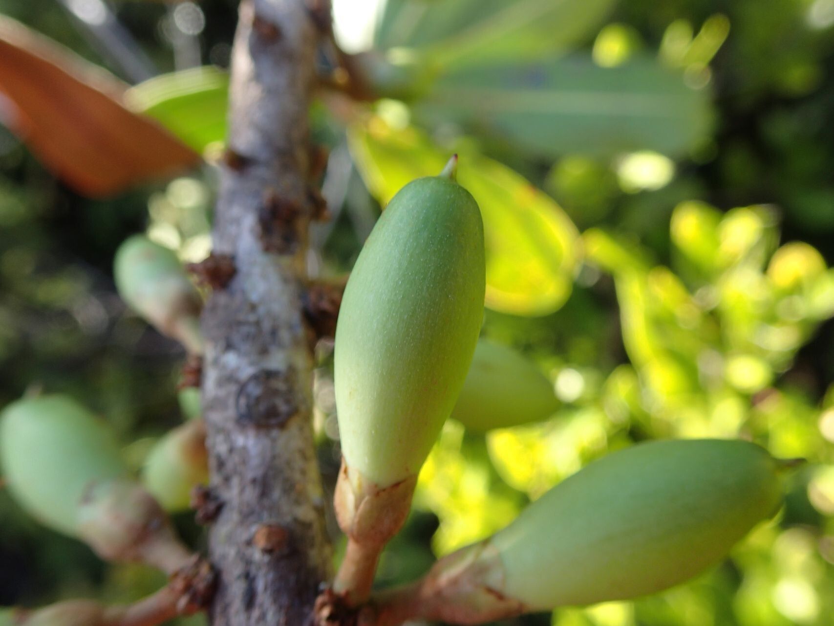 Pycnandra neocaledonica fruit