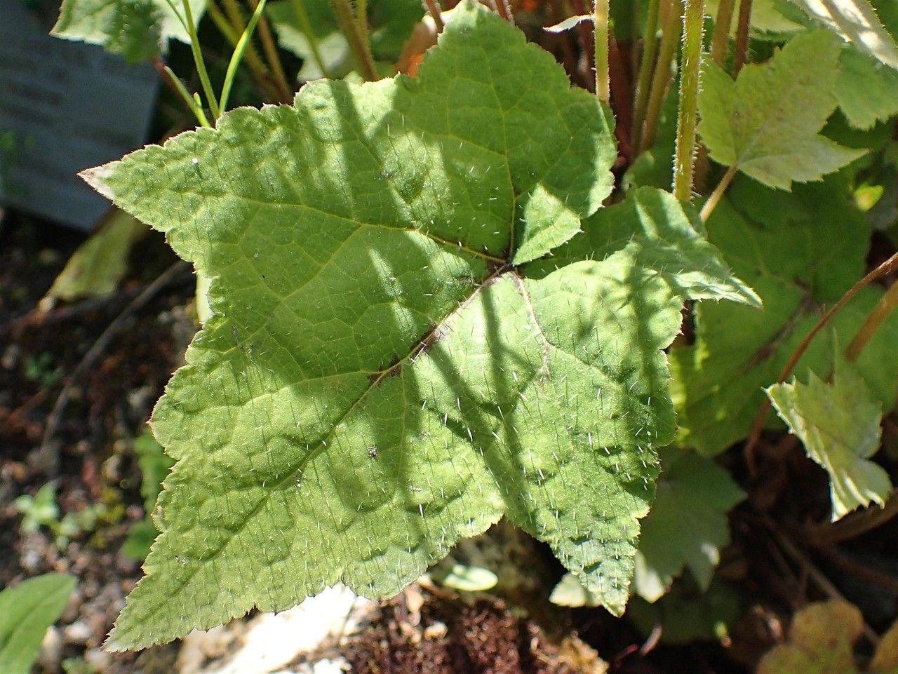 Tiarella wherryi leaf