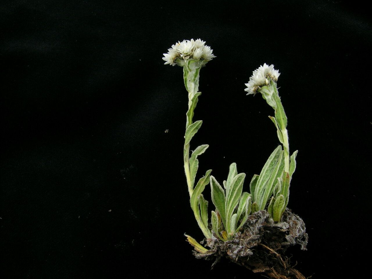 Anaphalis xylorhiza — search result for 'Anaphalis'