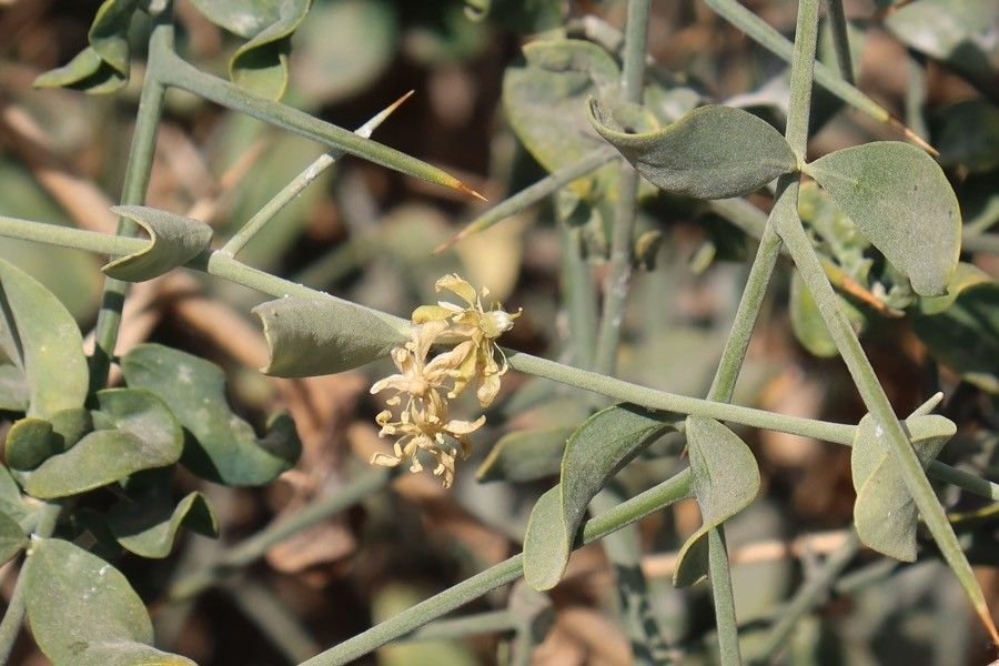 Balanites aegyptiaca flower