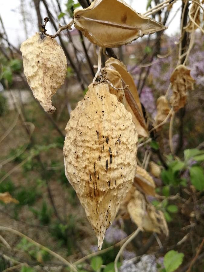 Cynanchum rostellatum fruit
