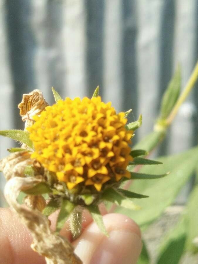 Encelia frutescens — related species from the same genus