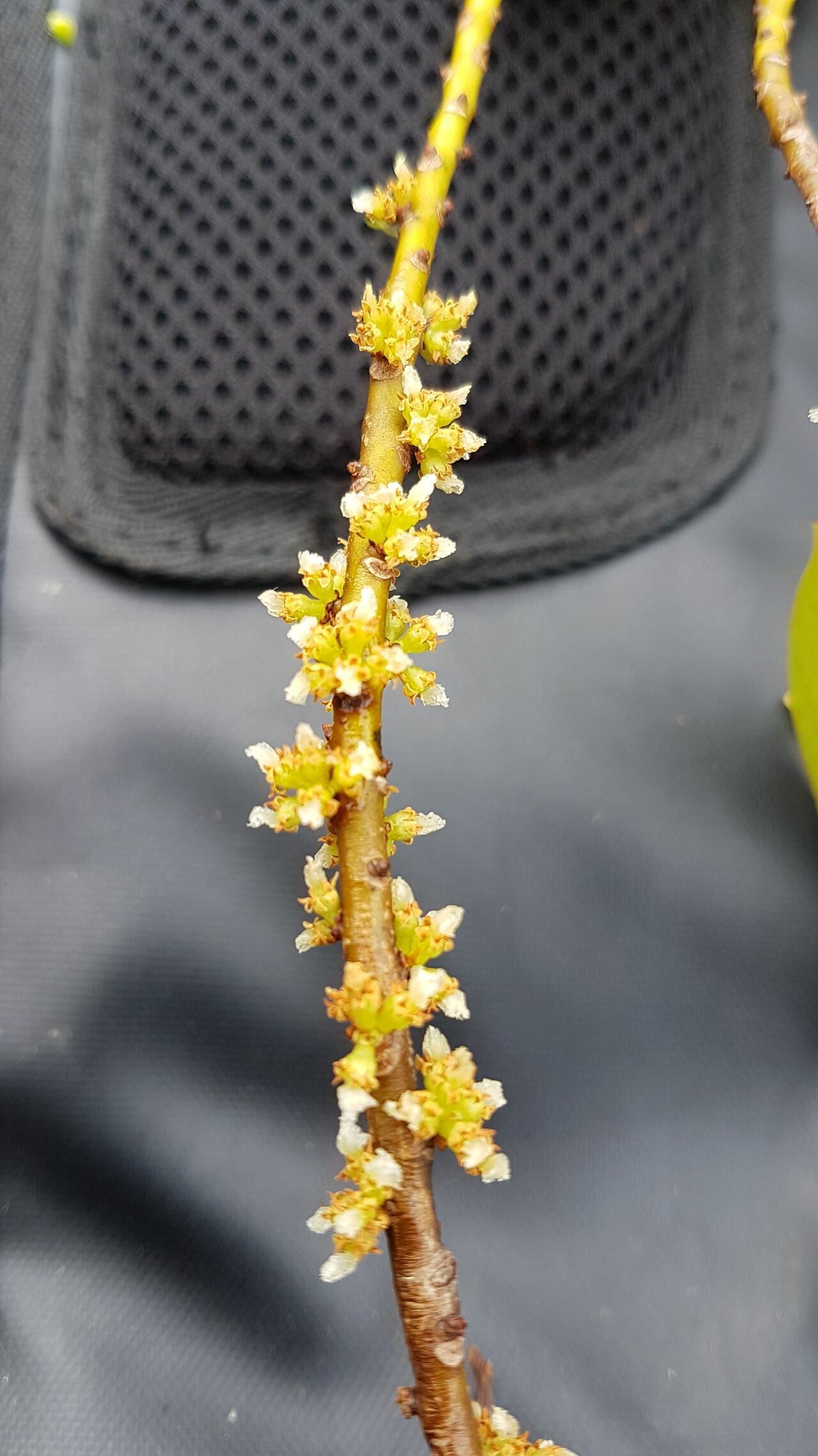 Myrsine parvicarpa flower