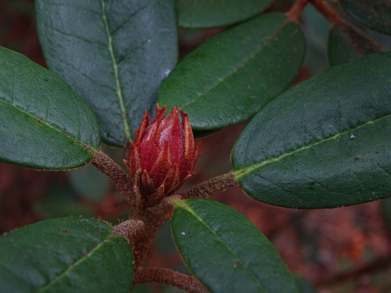 Rhododendron beanianum flower